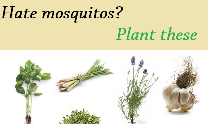 plants to fight mosquitos