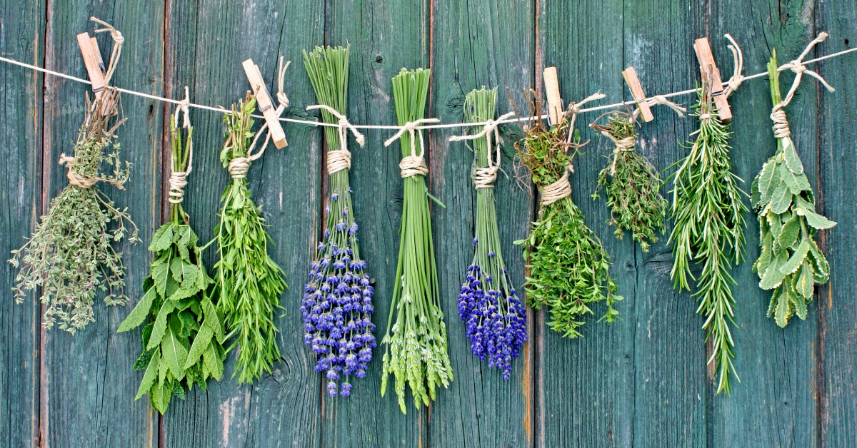 Medicinal Plants You Can Grow Yourself