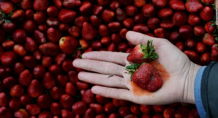 You should be extra careful with strawberries, because they again topped the list for the 'dirty dozen' of produce