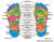 Reflexology