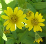 arnica