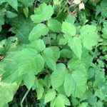 poison-ivy