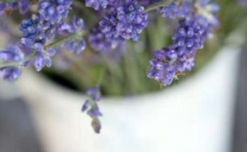 11 Great Plants That Repel Mosquitoes