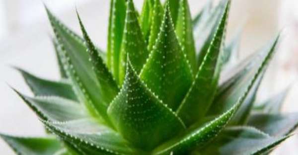 Amazing Benefits of Aloe Vera